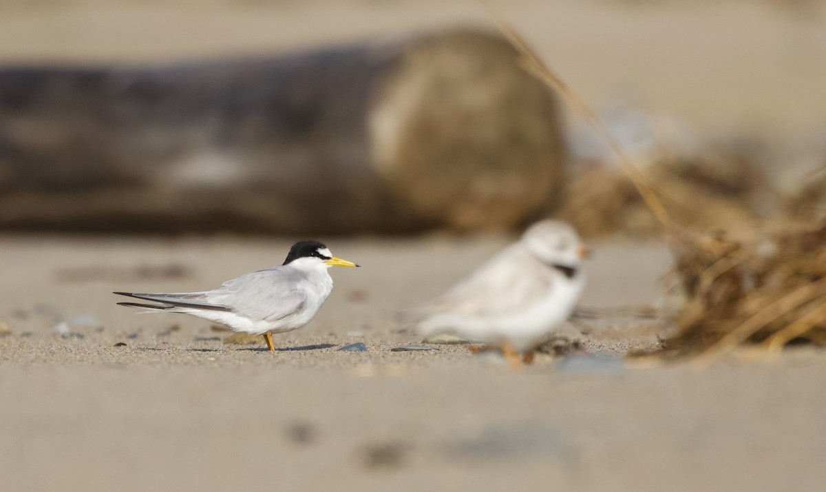 Least Tern - ML620445417