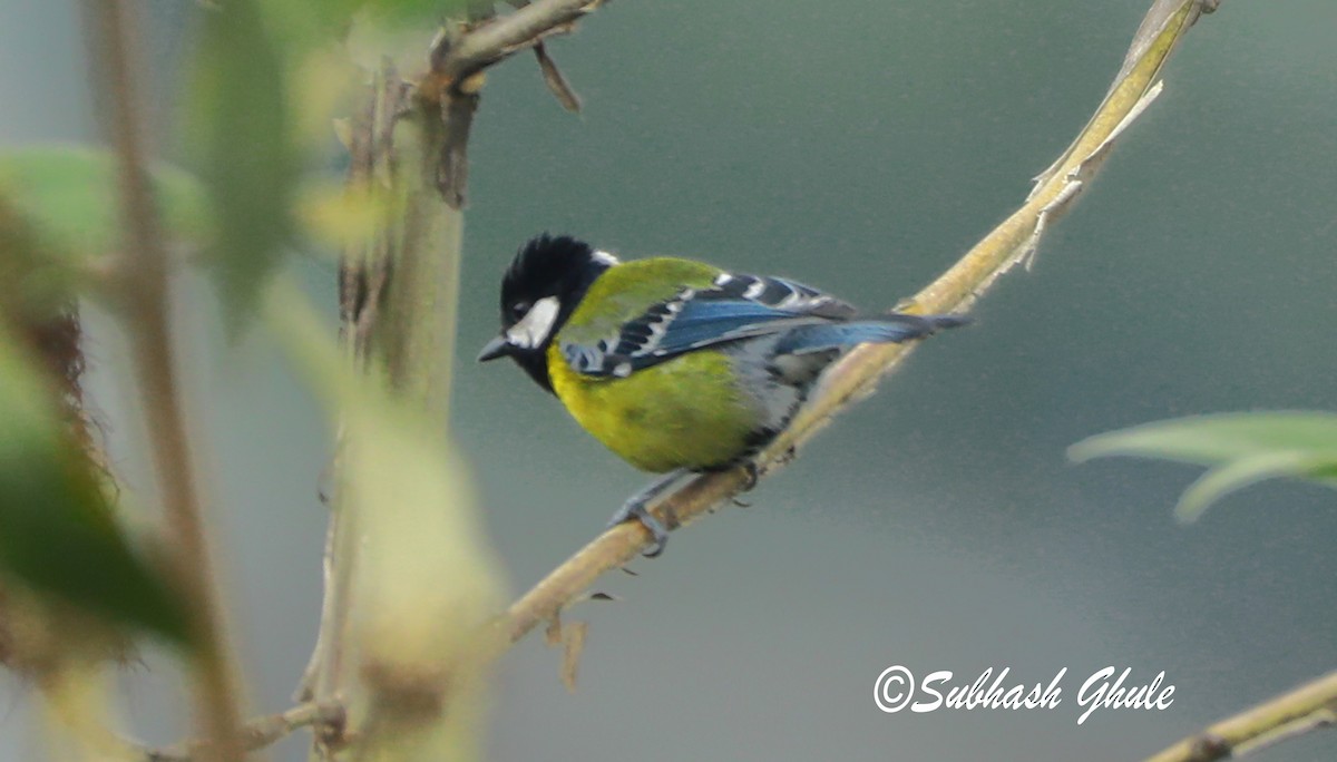 Green-backed Tit - ML620445430