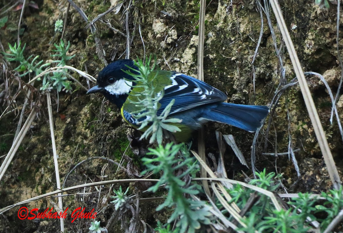 Green-backed Tit - ML620445434