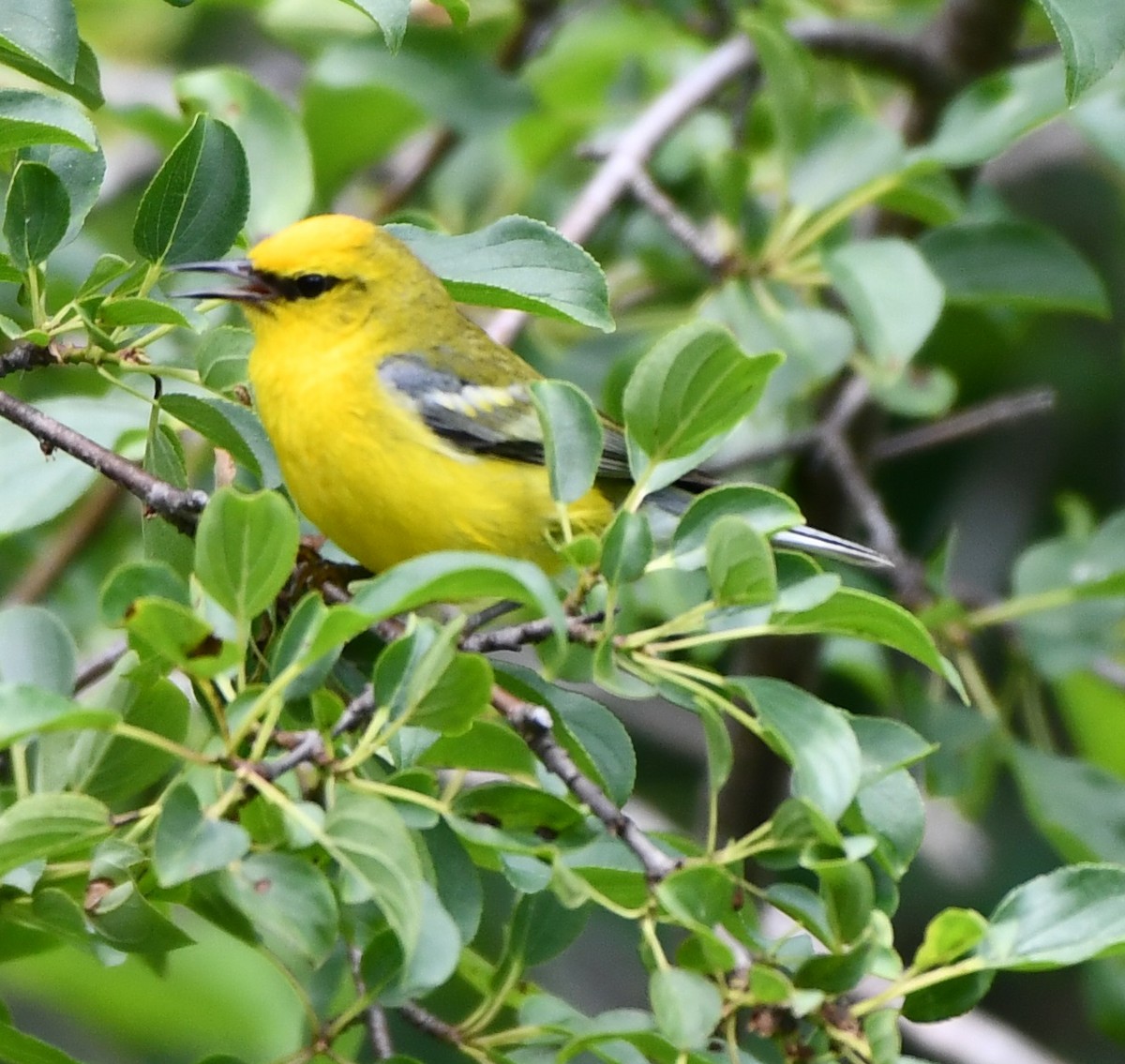 Blue-winged Warbler - ML620445439