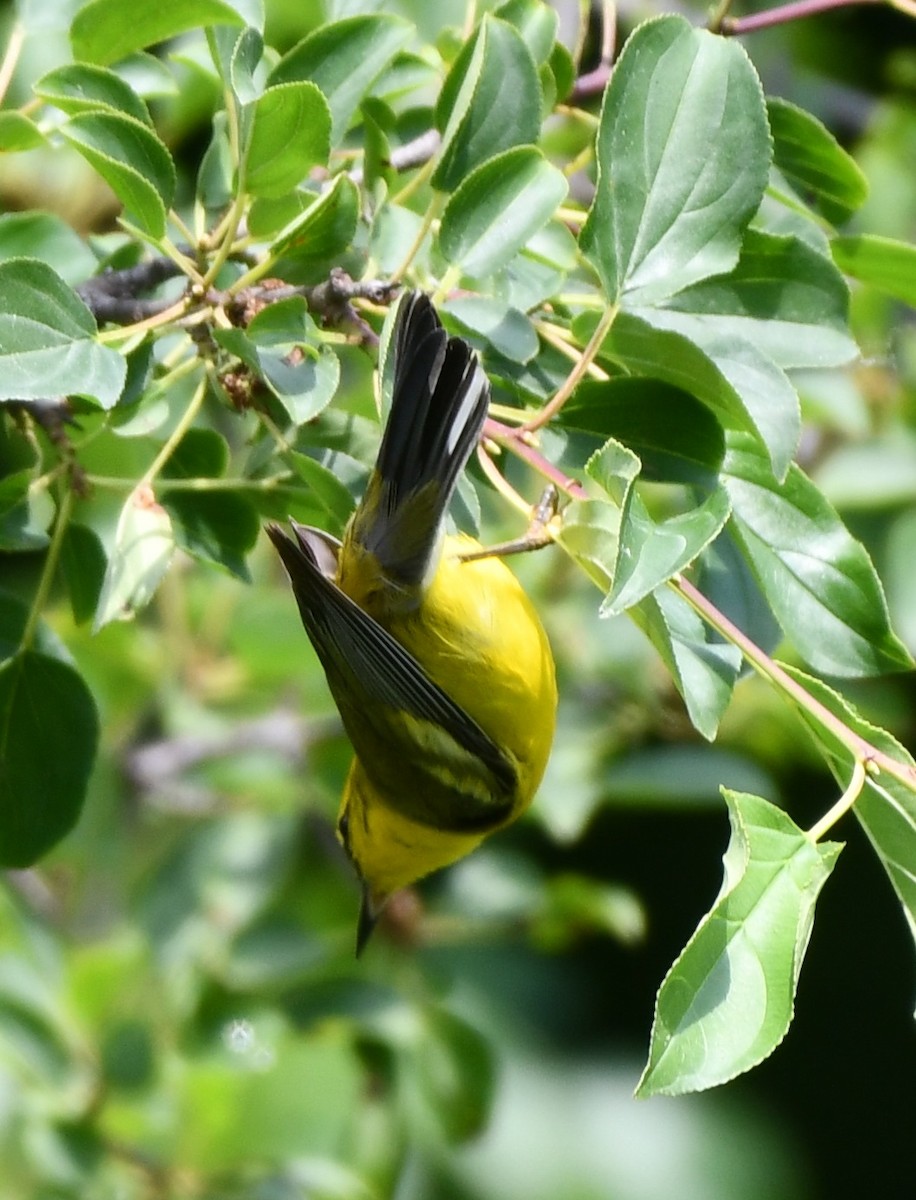 Blauflügel-Waldsänger - ML620445442