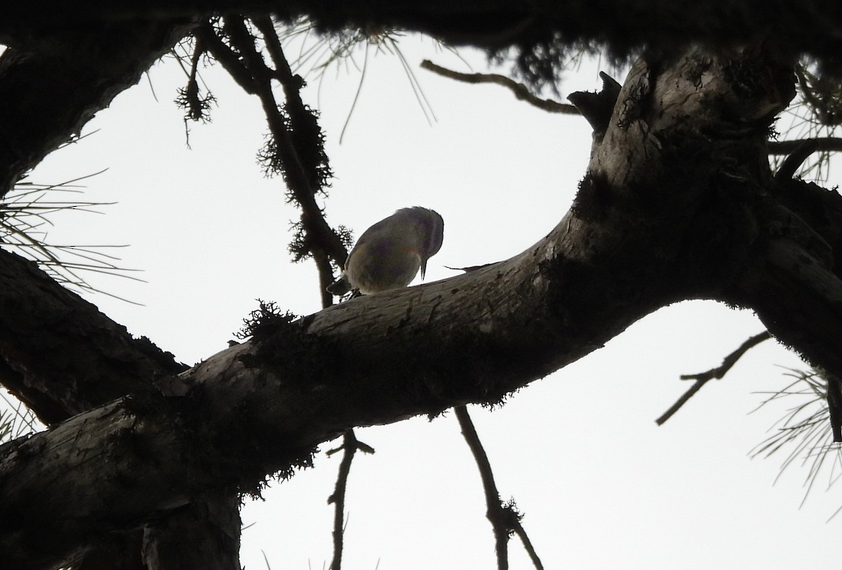 Corsican Nuthatch - ML620445447