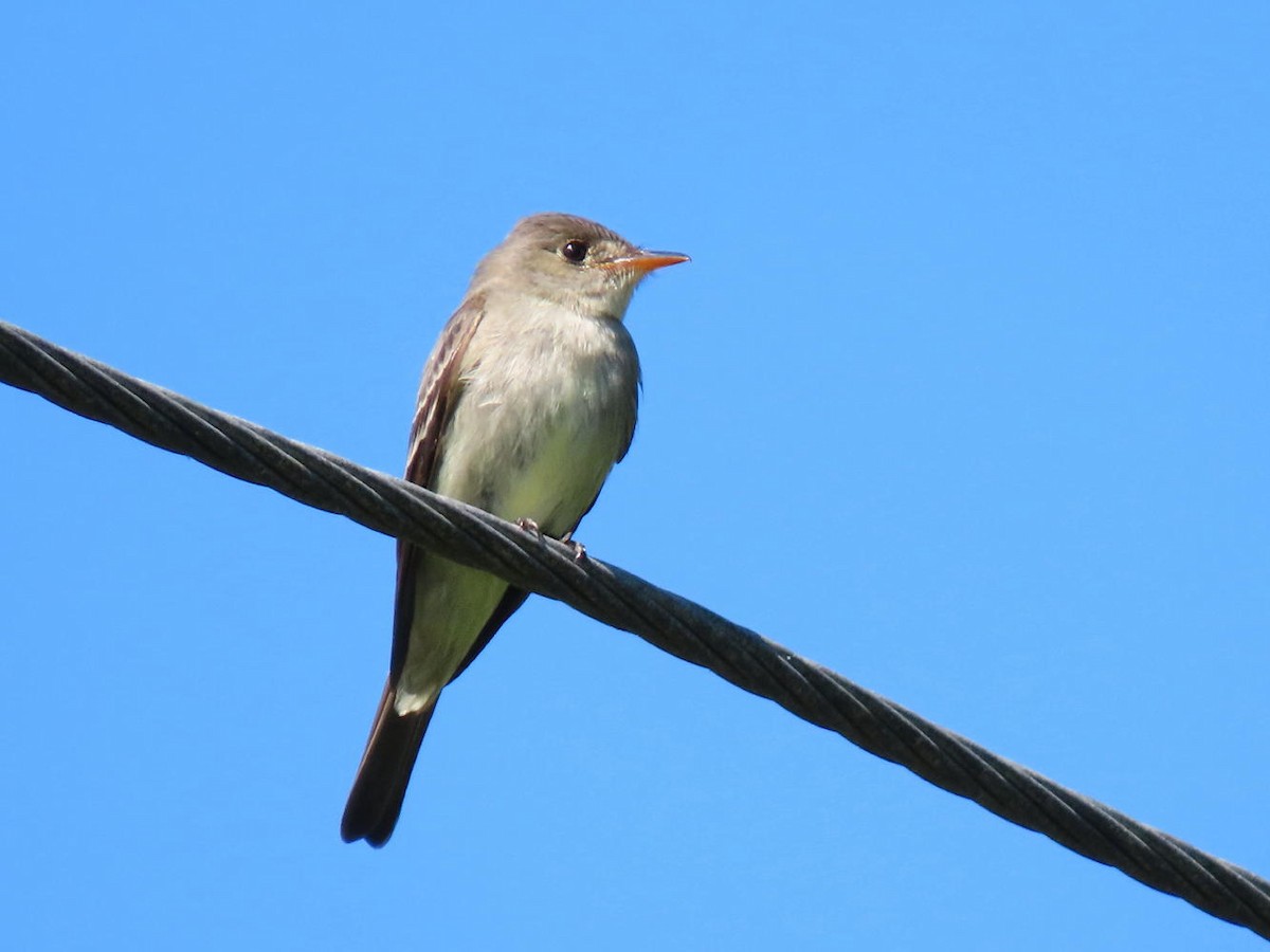 Eastern Wood-Pewee - ML620445458