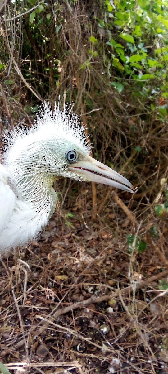 Snowy Egret - ML620445460