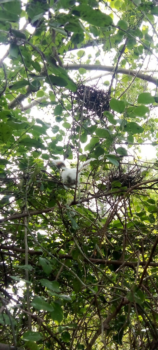 Snowy Egret - ML620445464