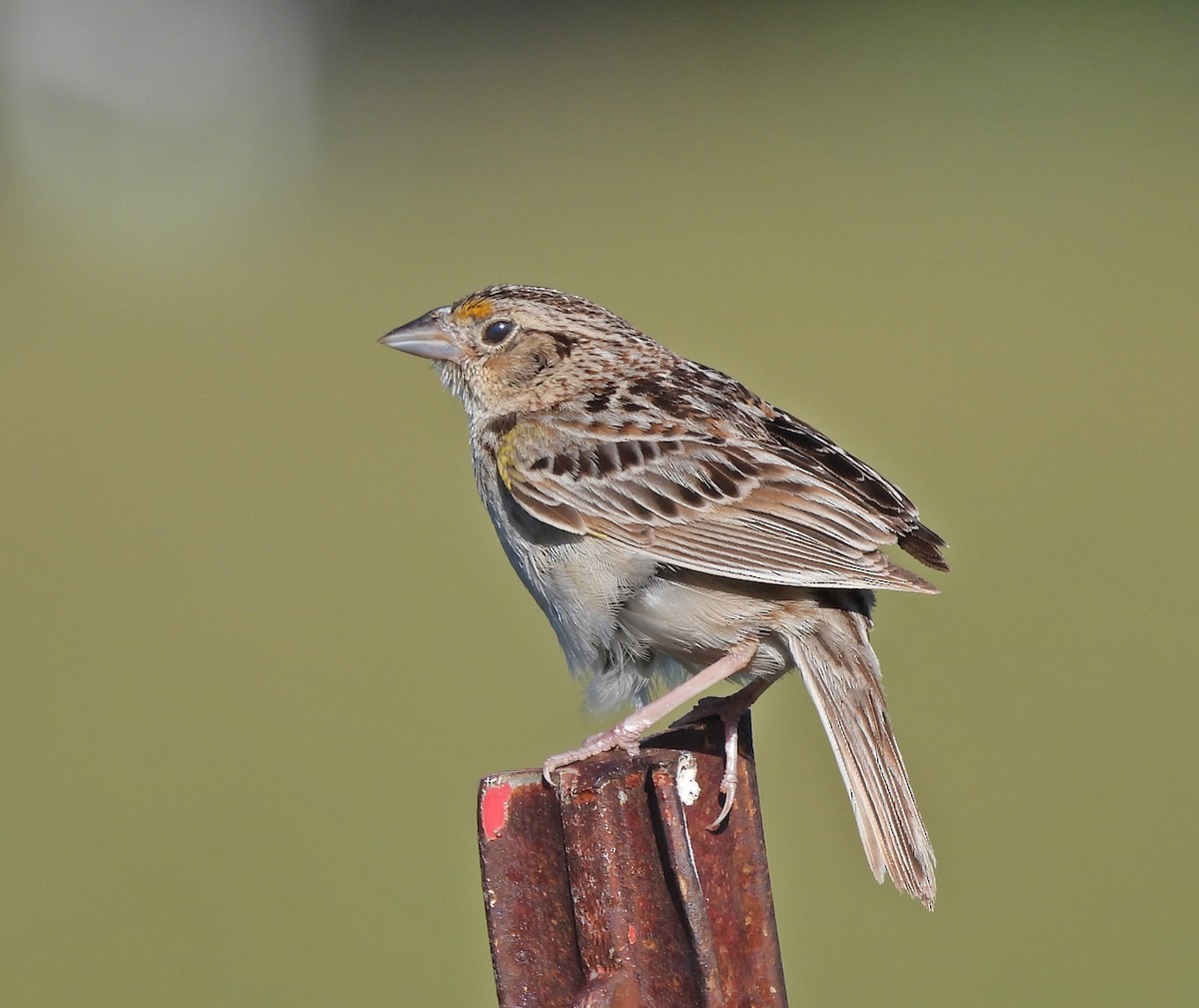 Grasshopper Sparrow - ML620445467