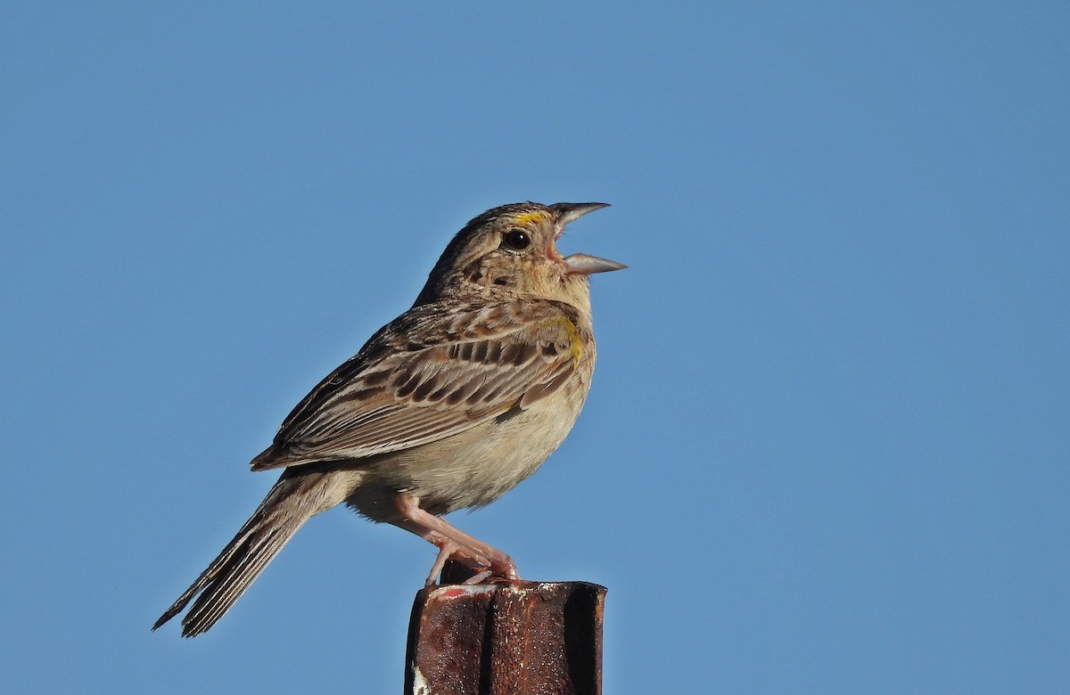 Grasshopper Sparrow - ML620445468