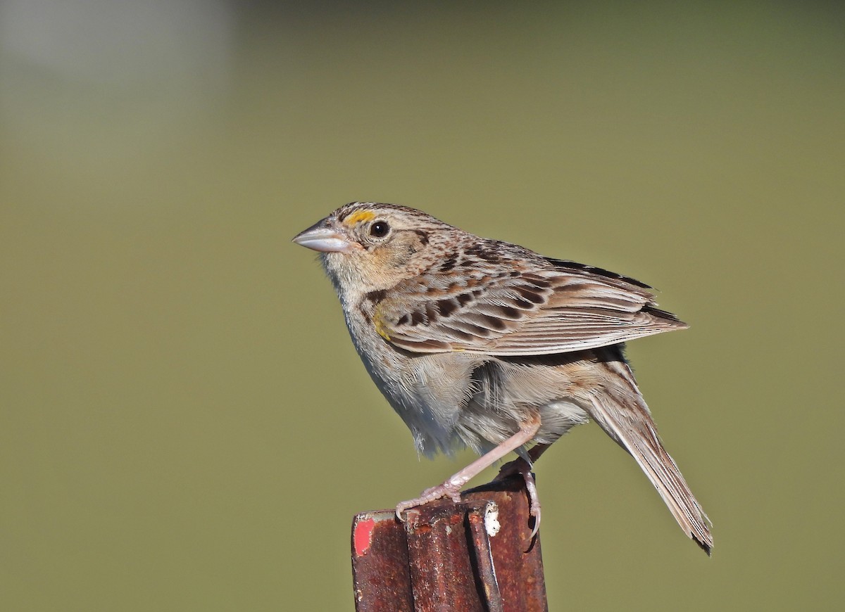 Grasshopper Sparrow - ML620445469