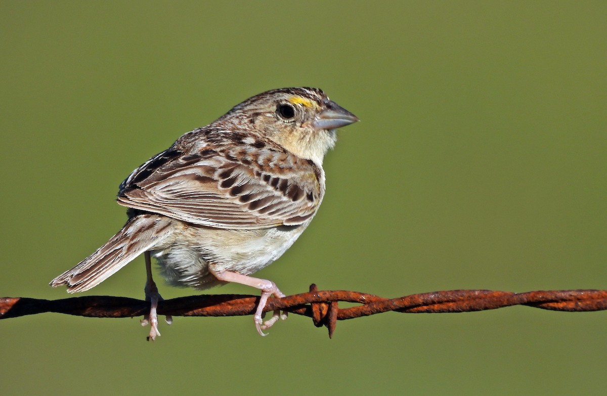 Grasshopper Sparrow - ML620445470
