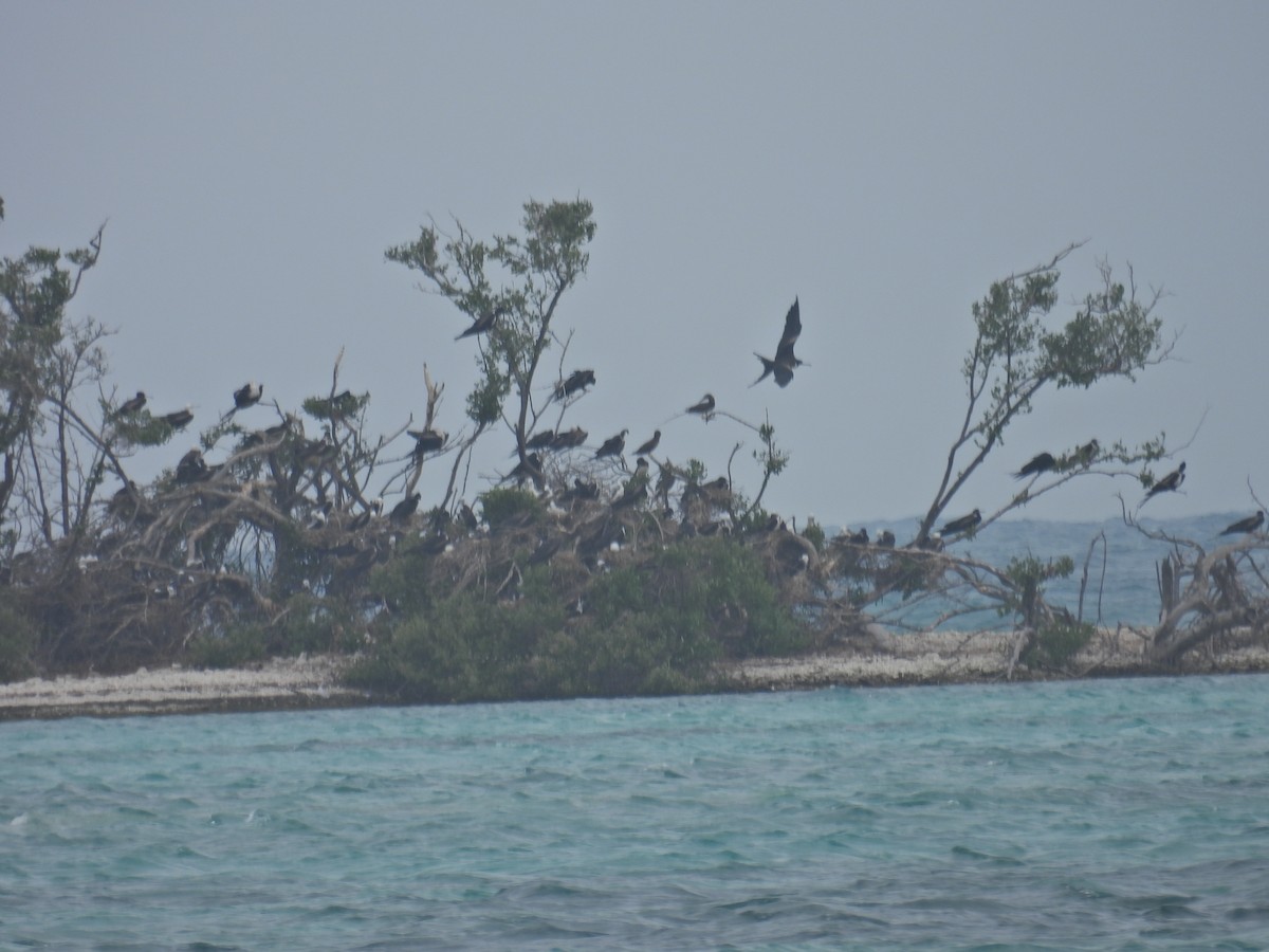 Magnificent Frigatebird - ML620445472