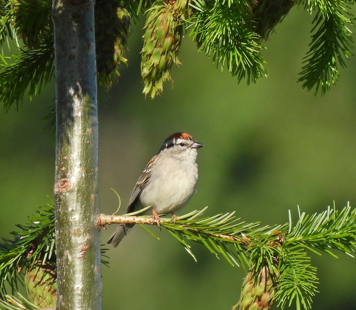 Chipping Sparrow - ML620445475