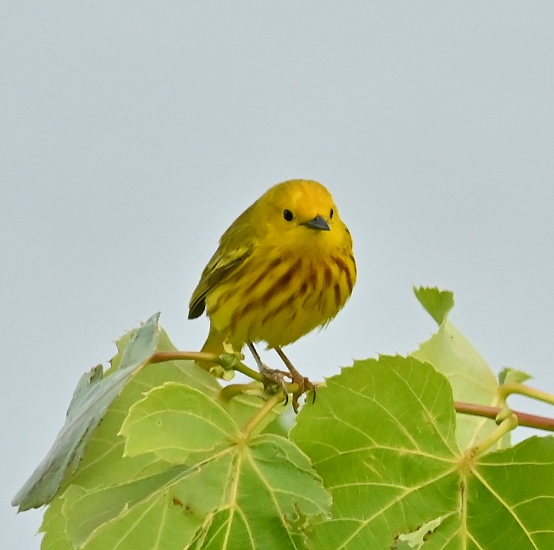 Yellow Warbler - ML620445481