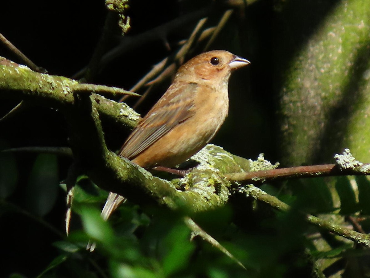 Indigo Bunting - David Cooney Jr