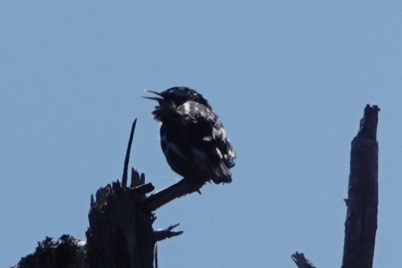 Black-and-white Warbler - ML620445483