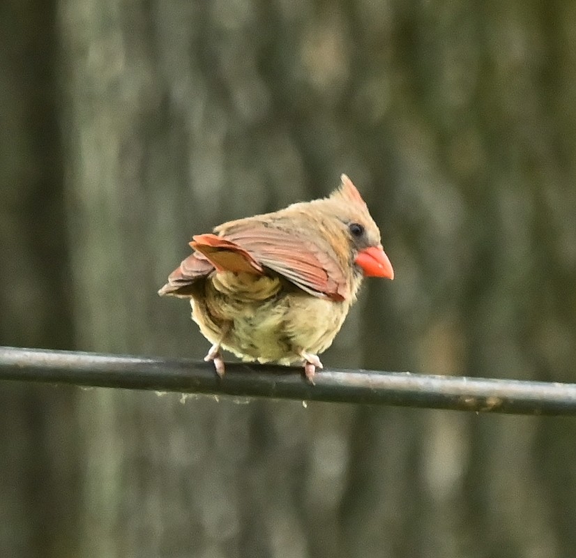 Northern Cardinal - ML620445490