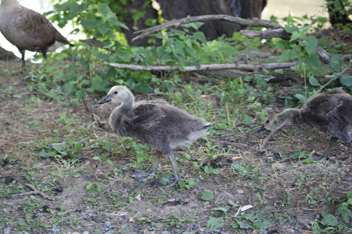 Canada Goose - ML620445494