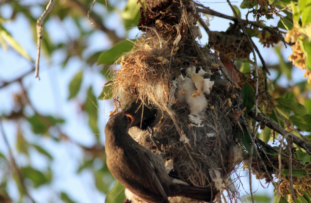 Bindennektarvogel - ML620445509