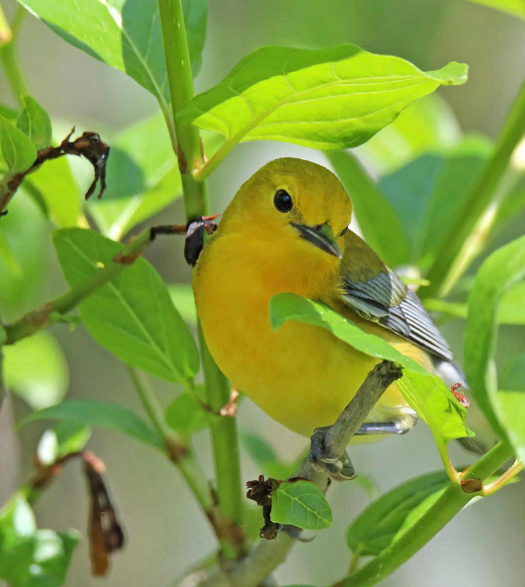 Prothonotary Warbler - ML620445515