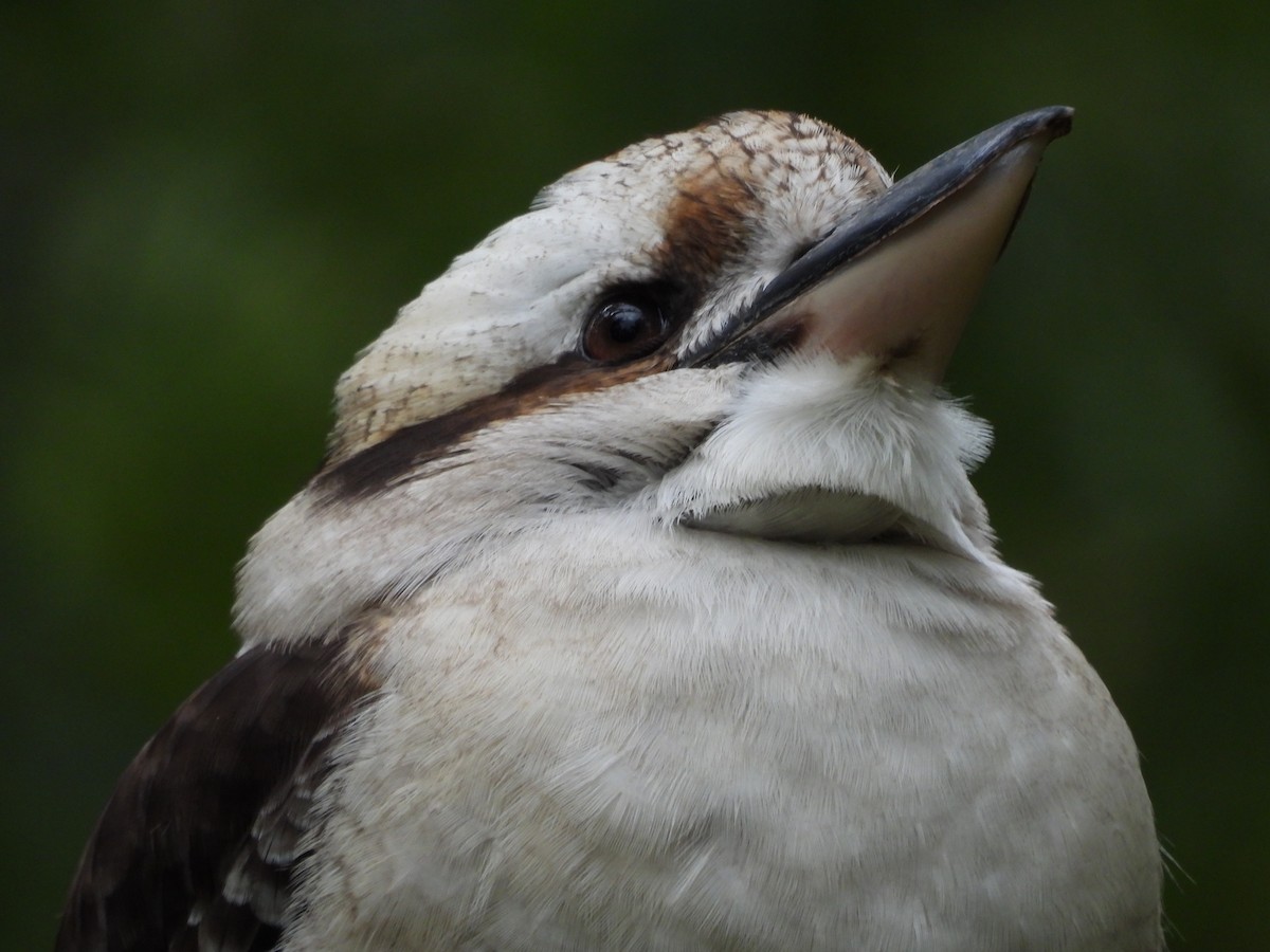 Laughing Kookaburra - ML620445520