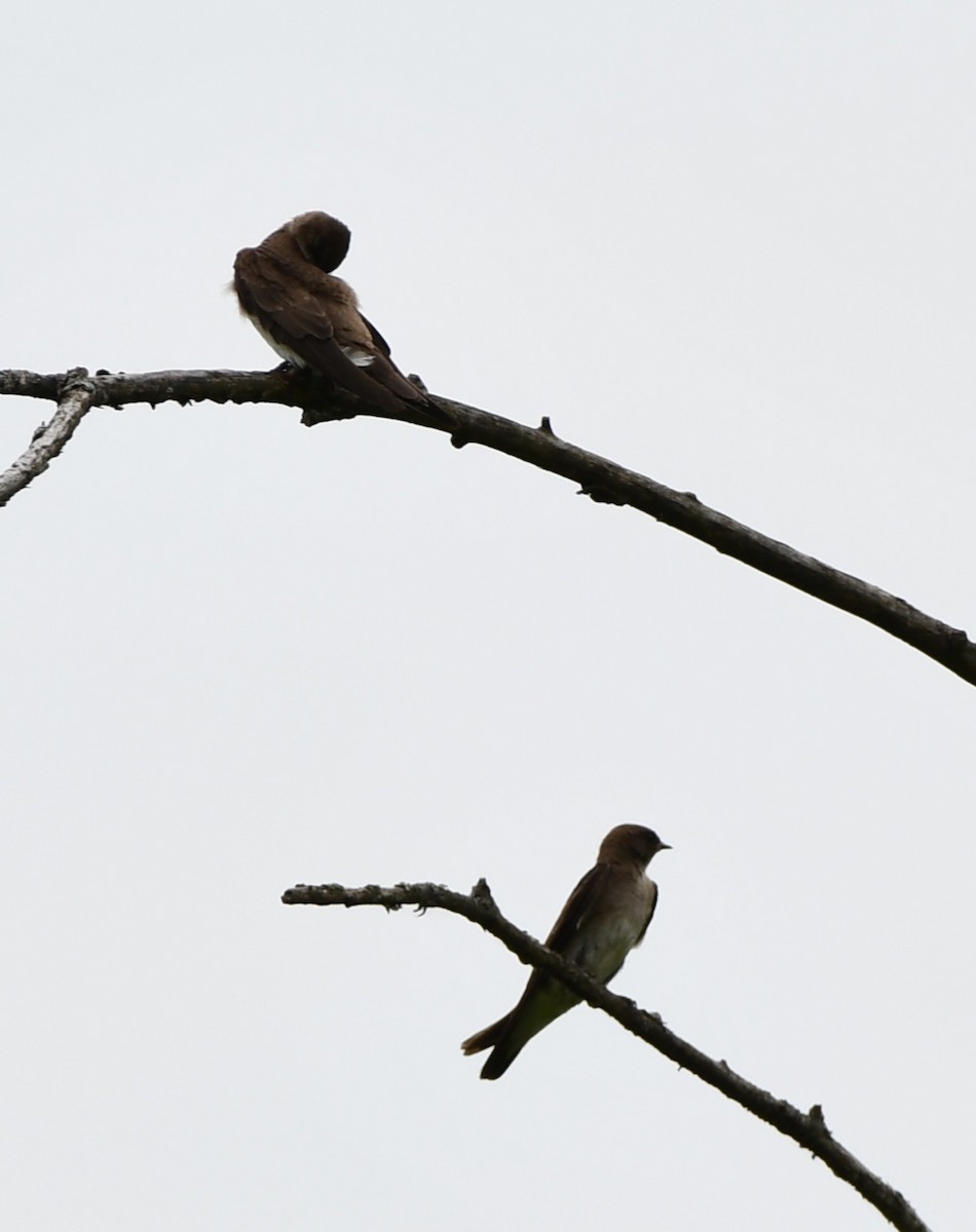 Northern Rough-winged Swallow - ML620445521