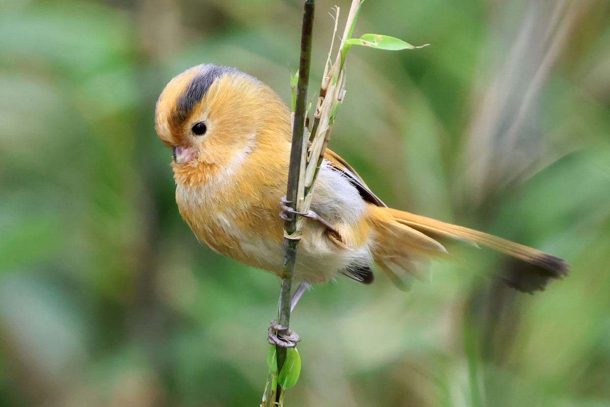 Fulvous Parrotbill - ML620445523