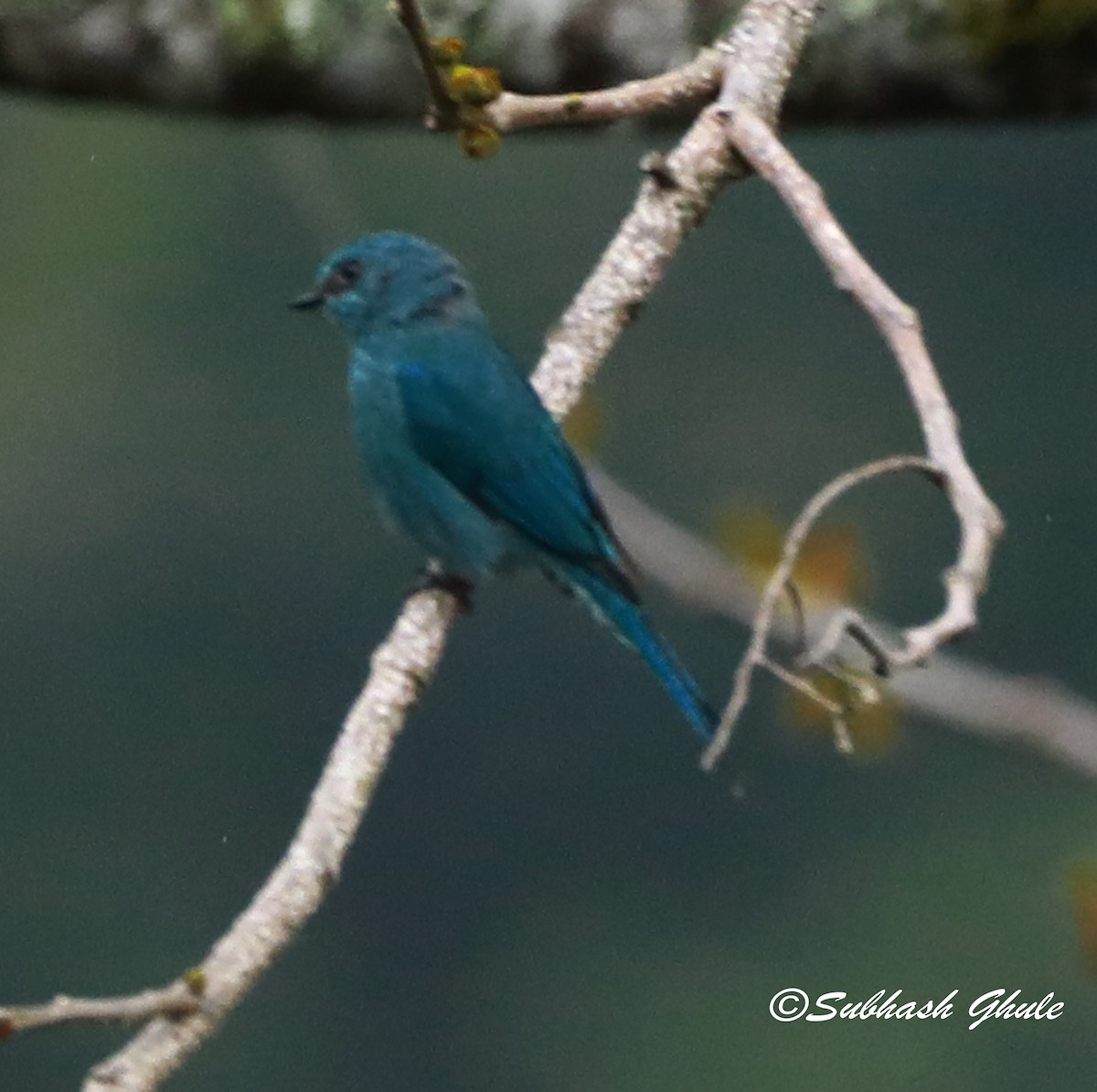 Verditer Flycatcher - SUBHASH GHULE