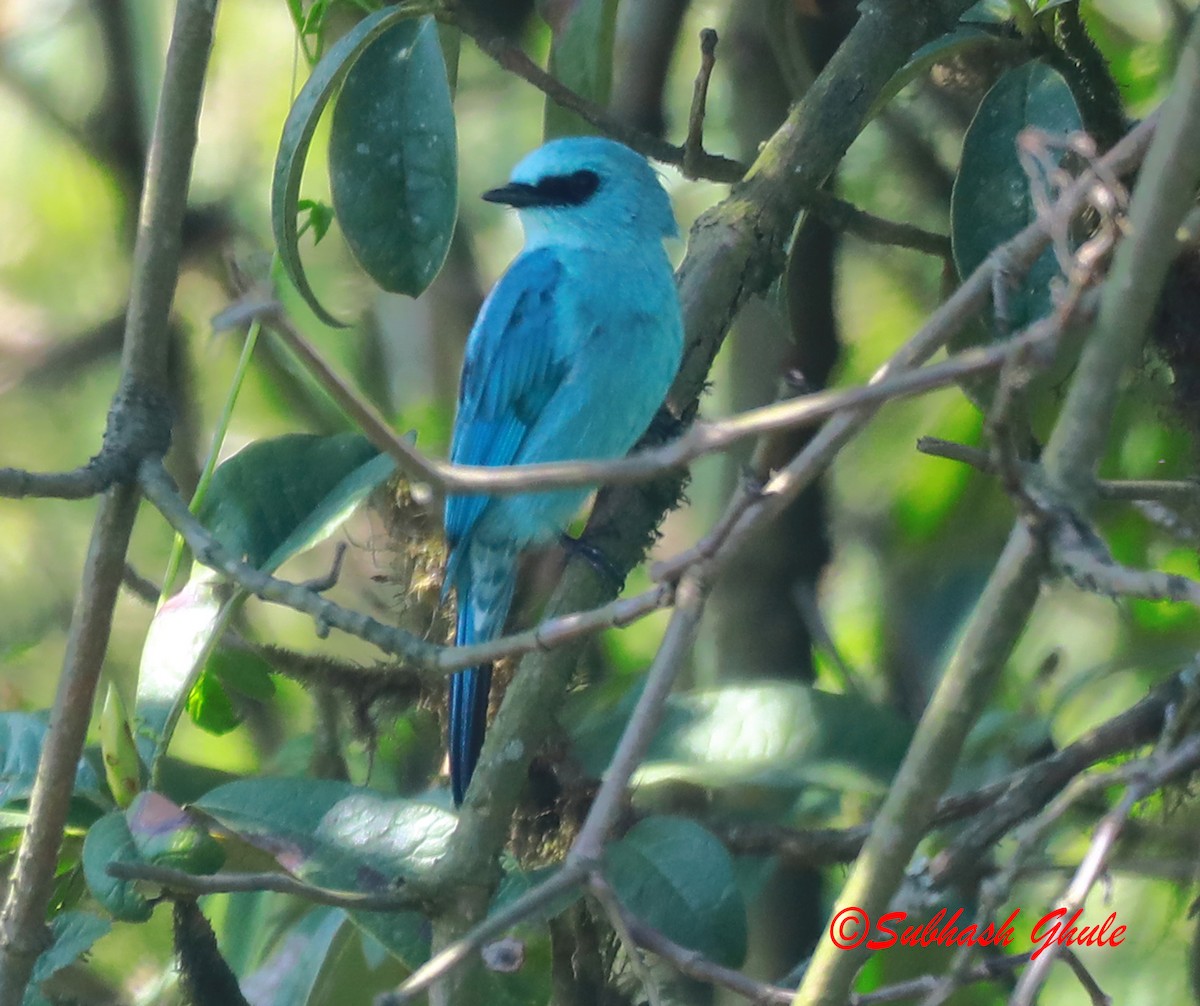 Verditer Flycatcher - ML620445531