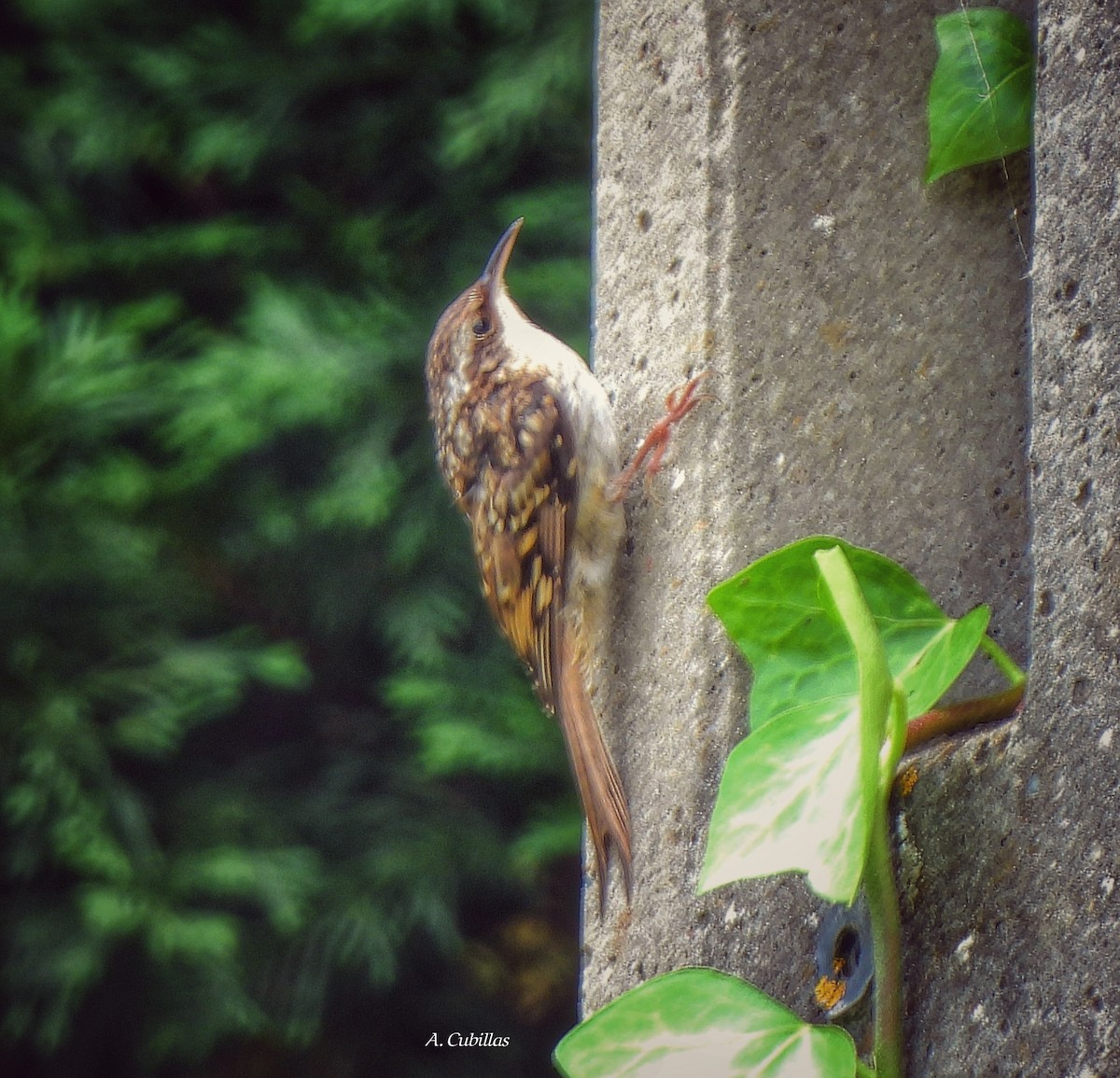 Short-toed Treecreeper - Aurora Cubillas