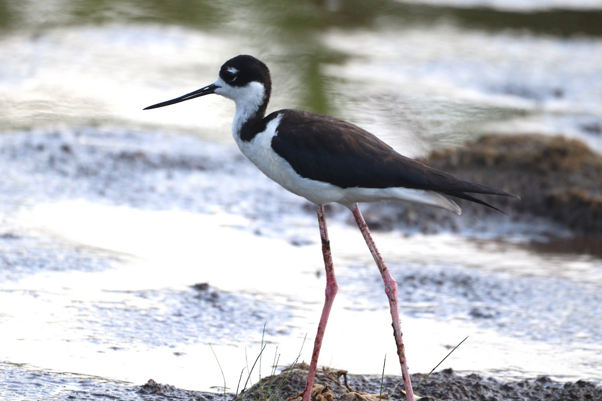 Black-necked Stilt - ML620445535