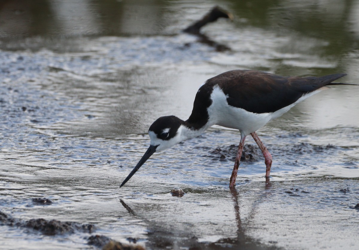 Black-necked Stilt - ML620445536