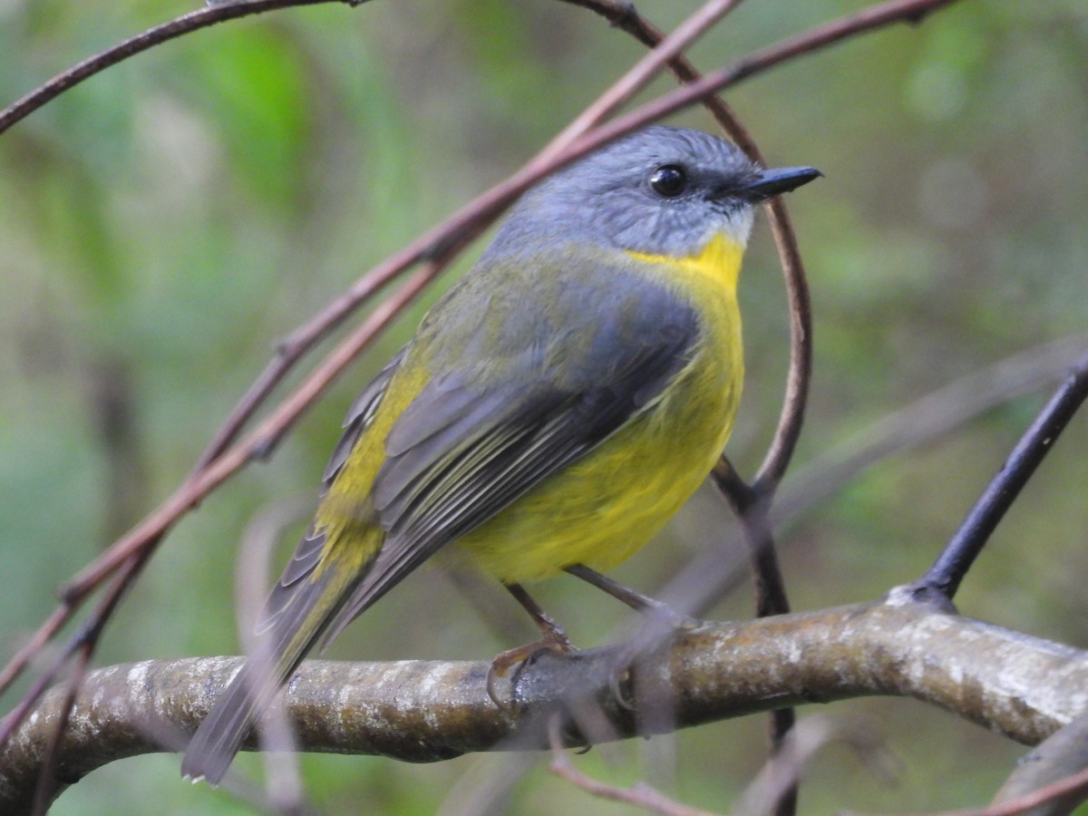 Eastern Yellow Robin - ML620445542