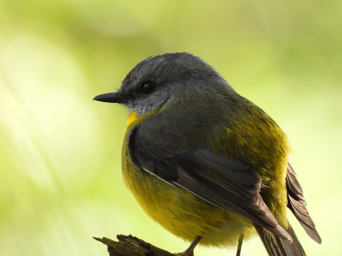 Eastern Yellow Robin - ML620445543