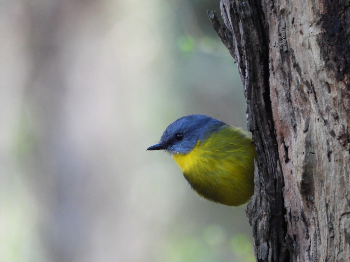 Eastern Yellow Robin - ML620445544