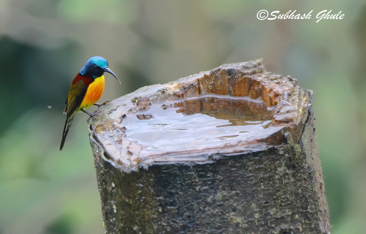 Green-tailed Sunbird - ML620445547