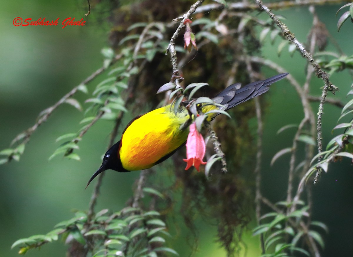 Green-tailed Sunbird - SUBHASH GHULE