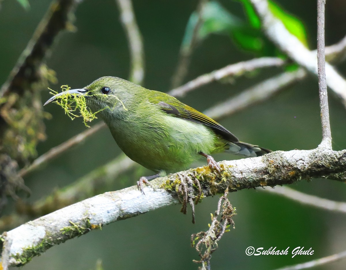 Green-tailed Sunbird - ML620445549