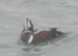 Harlequin Duck - ML620445555