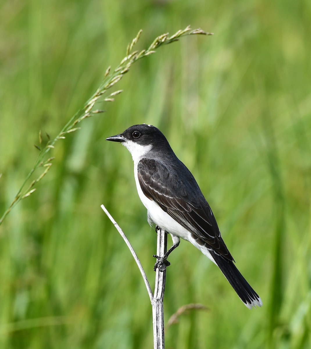 Eastern Kingbird - ML620445568