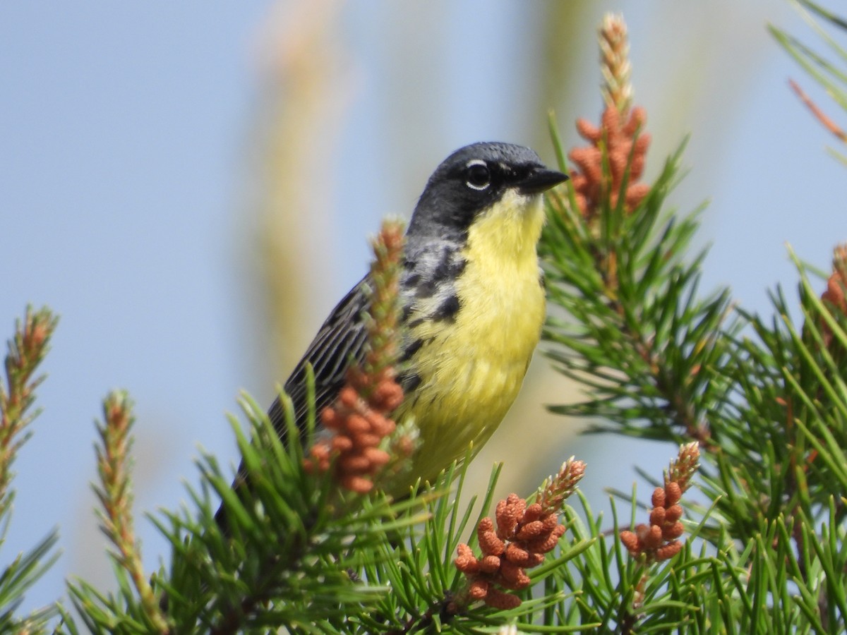 Kirtland's Warbler - ML620445570