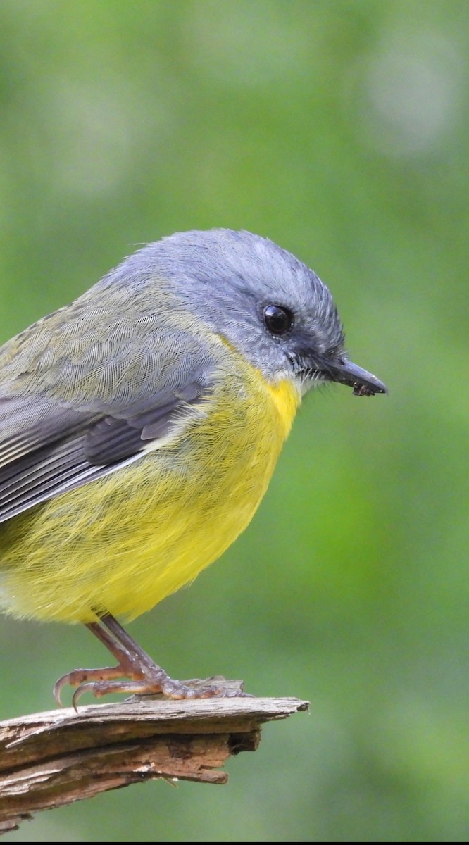 Eastern Yellow Robin - ML620445574