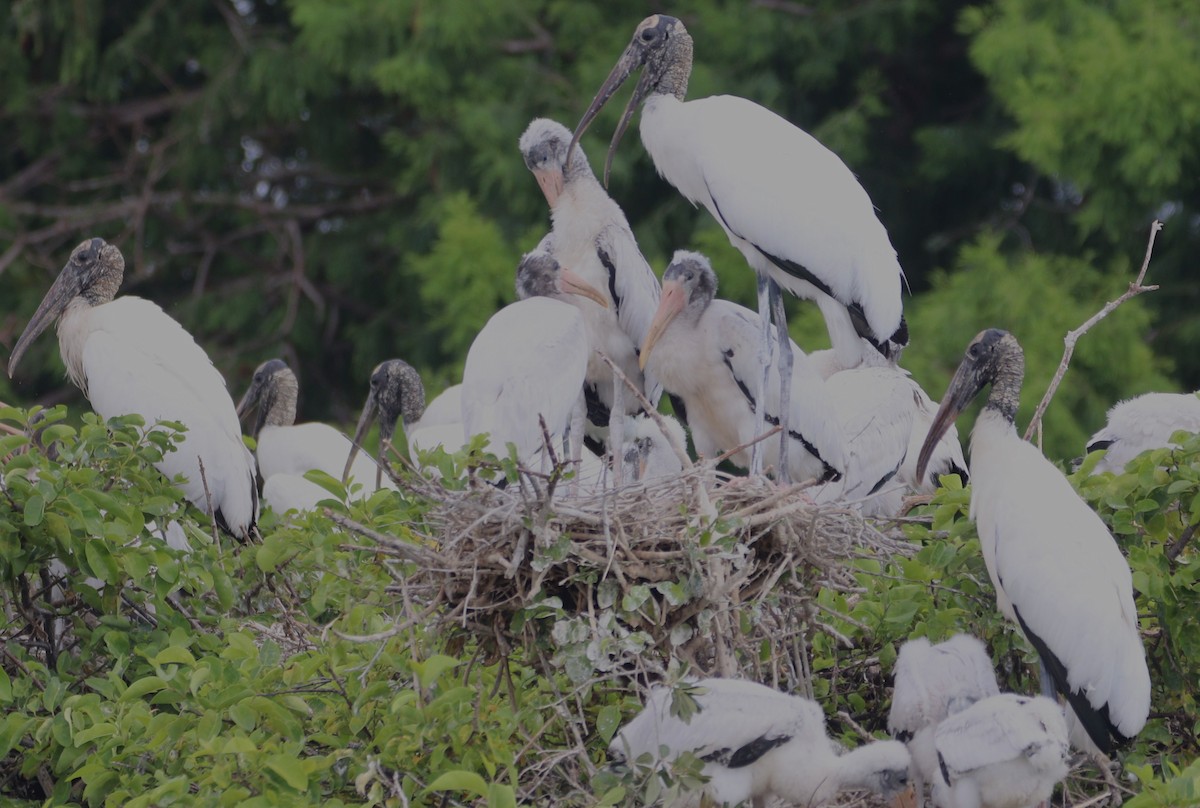 Wood Stork - ML620445580