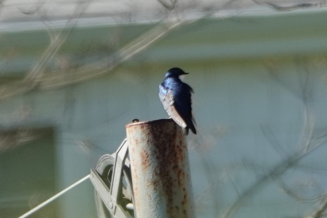 Tree Swallow - ML620445583