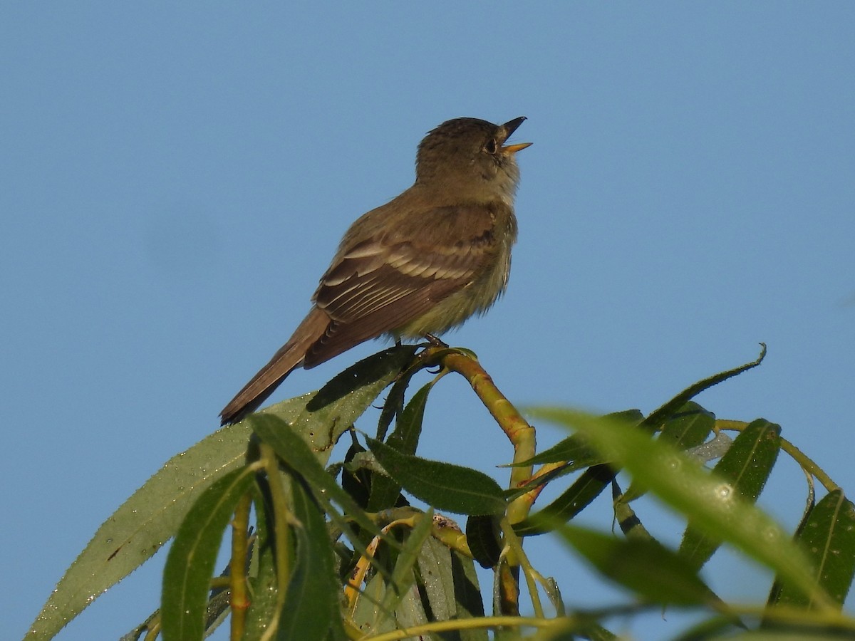 Willow Flycatcher - ML620445586