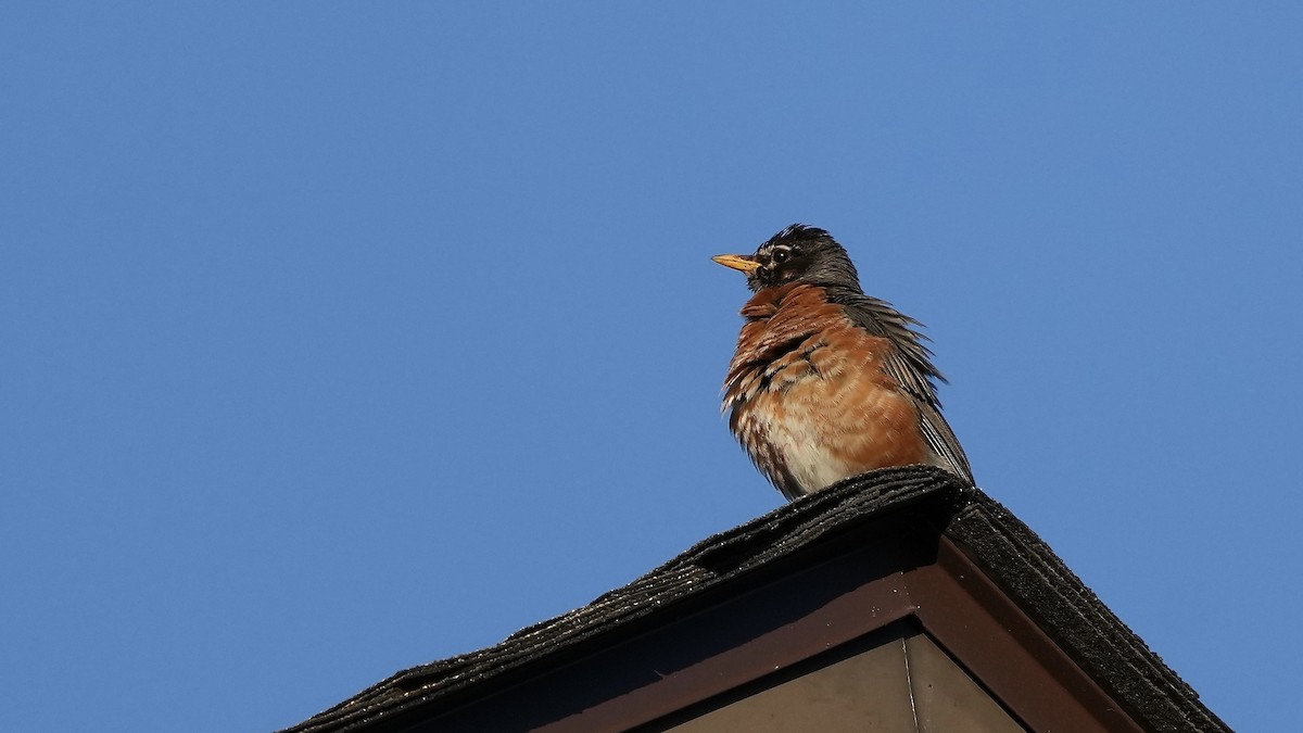 American Robin - ML620445590