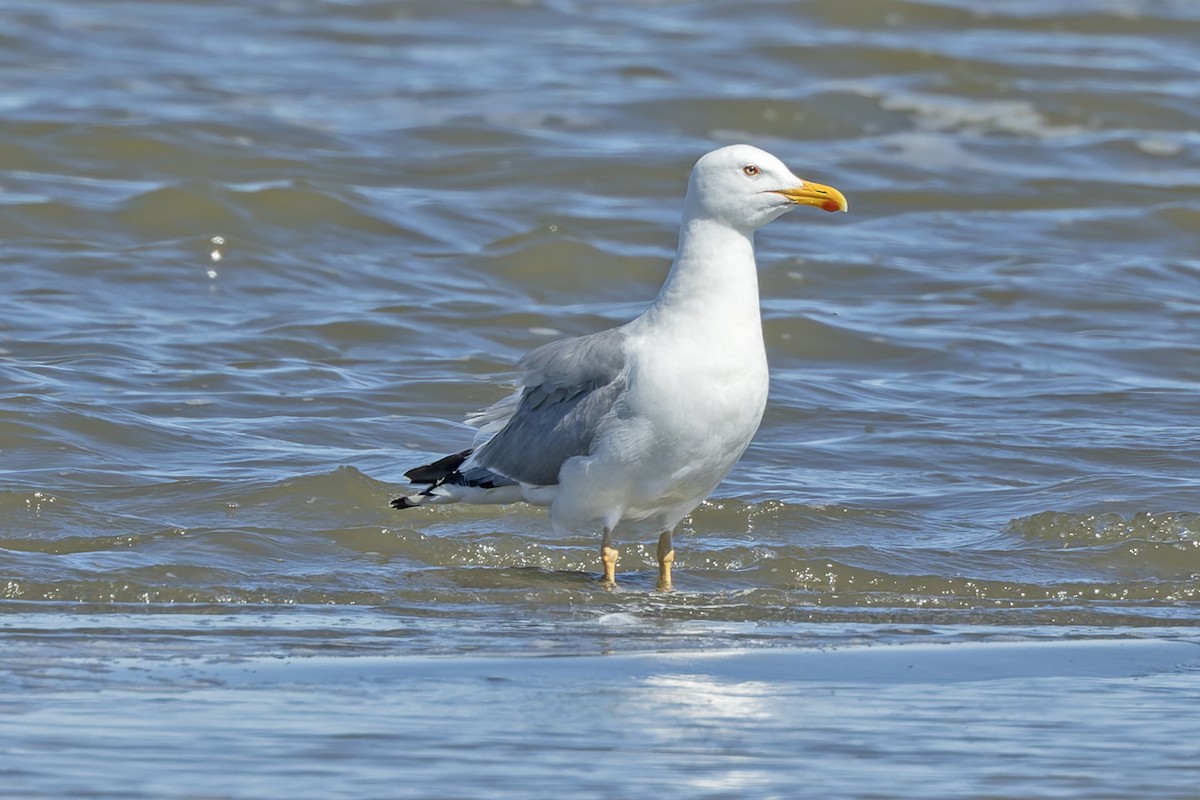 racek bělohlavý - ML620445601