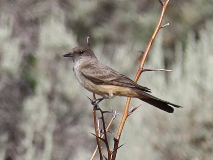 Say's Phoebe - ML620445604