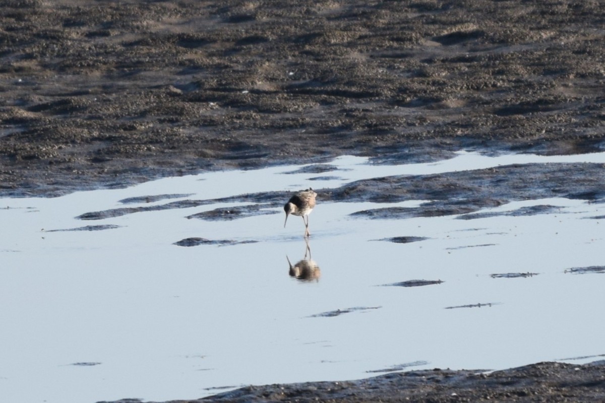 Lesser Yellowlegs - ML620445605