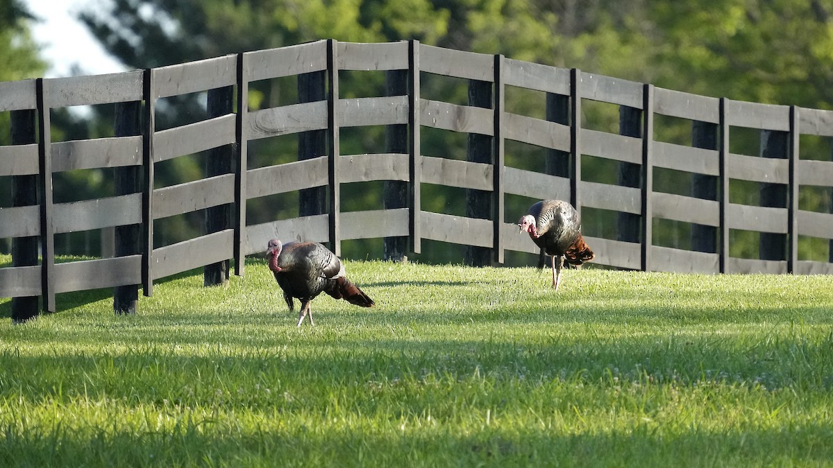 Wild Turkey - ML620445607