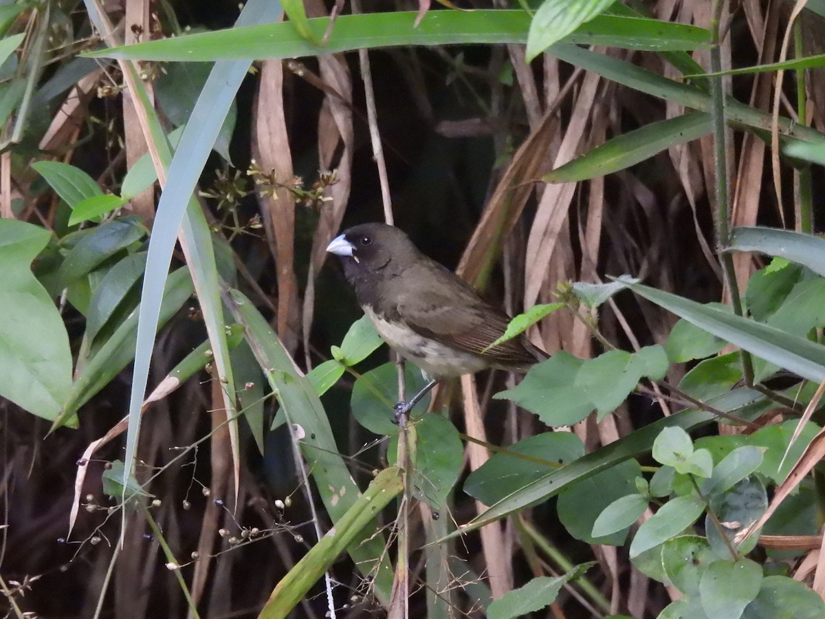 Yellow-bellied Seedeater - ML620445608