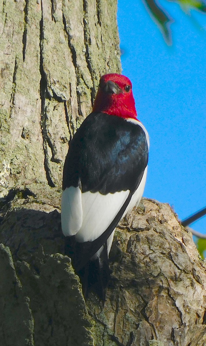 Red-headed Woodpecker - ML620445612